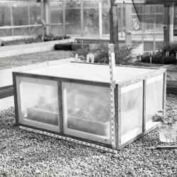 Cold frame in greenhouse with closed cover