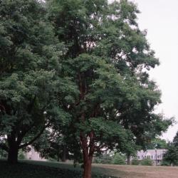 Acer griseum (paper-barked maple)