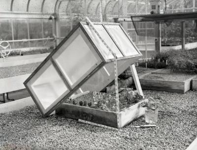 Cold frame opened over bed of plants in greenhouse (pre 1980)