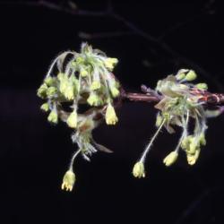 Acer saccharum ssp. nigrum (black maple), flowers