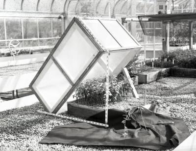 Open cold frame in greenhouse with seedlings several inches high