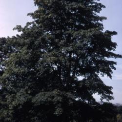 Acer macrophyllum (big-leaved maple), summer