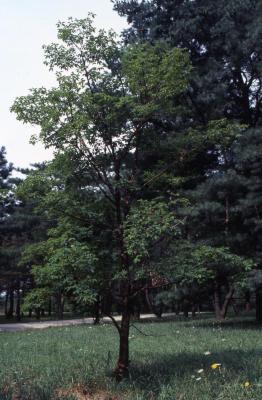 Acer griseum (paper-barked maple)