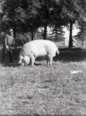 "Lisle Lilly" sow grazing in field with man