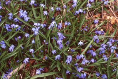 Scilla siberica, flowers, stems, and leaves