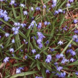 Scilla siberica, flowers, stems, and leaves