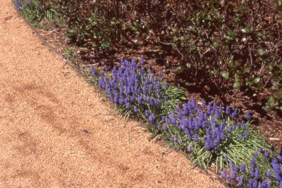 Muscari flowers, stems, and leaves