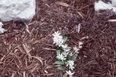 Scilla siberica 'Alba' flowers, stems, and leaves
