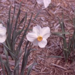 Narcissus poeticus flowers, stems, and leaves