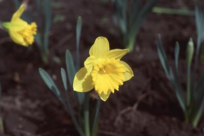 Narcissus - yellow flowers, stems, and leaves