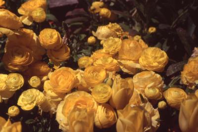 Ranunculus asiaticus 'Bloomingdale Golden Shades' flowers, stems, and leaves