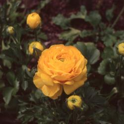 Ranunculus asiaticus 'Bloomingdale Yellow Shades'flowers,