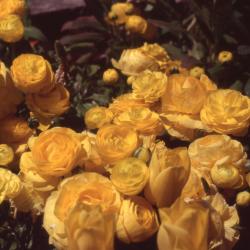 Ranunculus asiaticus 'Bloomingdale Golden Shades' flowers, stems, and leaves