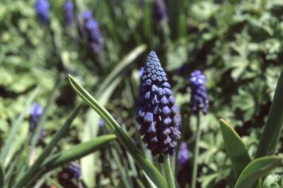 Muscari paradoxum, flowers, stems, and leaves
