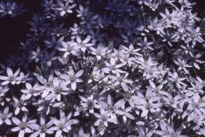 Ornithogalum umbellatum flowers, stems, and leaves