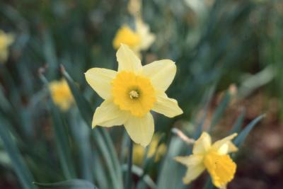Narcissus - flowers, stems, and leaves 