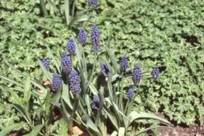 Muscari paradoxum, flowers, stems, and leaves