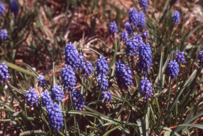 Muscari, flowers, stems, and leaves