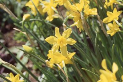 Narcissus x odorus flowers, stems, and leaves