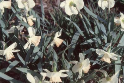 Narcissus 'Rosy Wonder' - flowers, stems, and leaves