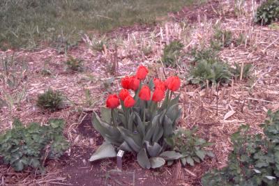 Tulipa 'Come Back', habit with flowers