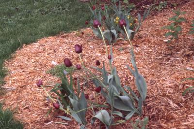 Tulipa 'Queen of the Night', habit