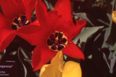 Tulipa 'Red Emperor' (Fosteriana tulip), close-up of flower