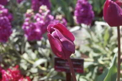 Tulipa 'Negrita' (triumph tulip), close-up of flower