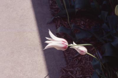 Tulipa 'Marilyn' (lily-flowered tulip), flowers, side
