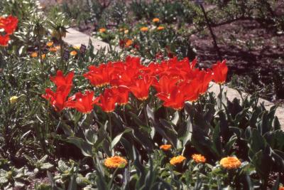 Tulipa 'Red Emperor' (Fosteriana tulip), habit