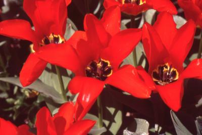 Tulipa 'Red Emperor' (Fosteriana tulip), close-up of flowers
