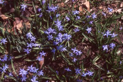 Scilla siberica (Siberian squill), flowers, stems, and leaves