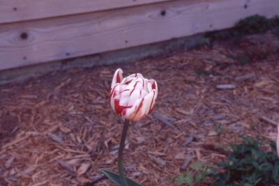 Tulipa 'Carnaval de Nice' (double late tulip), flower