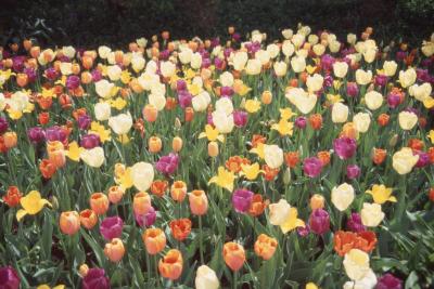 Tulipa L. (tulip), flowers