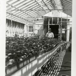 John Van Gemert standing behind plant beds in greenhouse