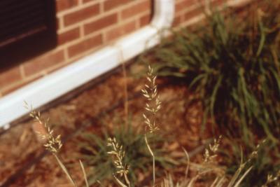 Arrhenatherum elatius var. bulbosum 'Variegatum' (variegated tuber oat grass), fruit
