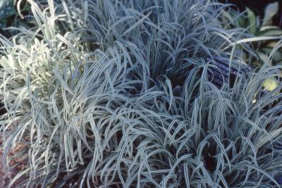 Arrhenatherum elatius var. bulbosum 'Variegatum' (variegated tuber oat grass), form 