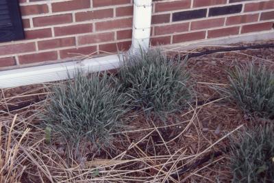 Arrhenatherum elatius var. bulbosum 'Variegatum' (variegated tuber oat grass), form