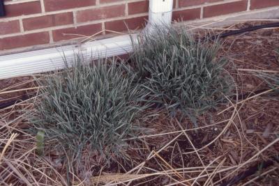 Arrhenatherum elatius var. bulbosum 'Variegatum' (variegated tuber oat grass), form 