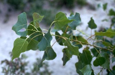 Populus deltoides (eastern cottonwood), leaves