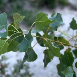 Populus deltoides (eastern cottonwood), leaves