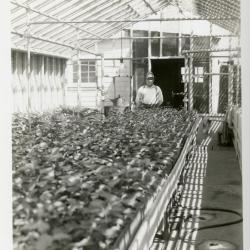 John Van Gemert standing behind plant beds in greenhouse