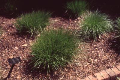 Sporobolus heterolepis (A. Gray) A. Gray (prairie dropseed), form