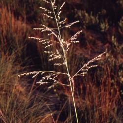 Calamovilfa longifolia (Hook.) Scribn. (prairie sandreed), habit