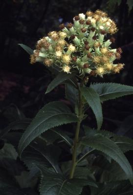 Hasteola suaveolens (L.) Pojark. (false Indian-plantain), flowers, stem, leaves