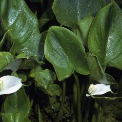 Calla palustris L. (water arum), leaves and flowers