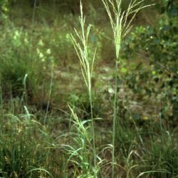 Calamovilfa longifolia var. magna Scribn. & Merr. (prairie sandreed), habit
