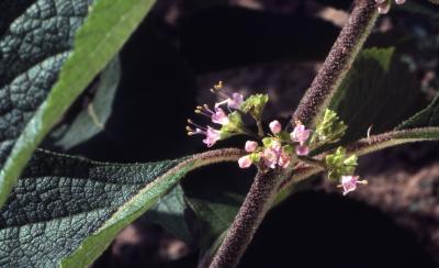 Callicarpa americana L. (American beautyberry), close-up of flowers