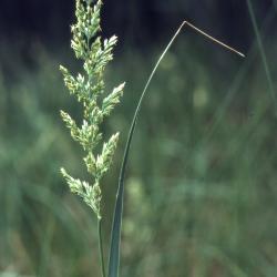 Calamagrostis stricta ssp. inexpansa (A. Gray) C.W. Greene (slim-stem reed grass), inflorescence 