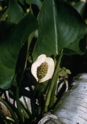 Calla palustris L. (water arum), flower and leaves